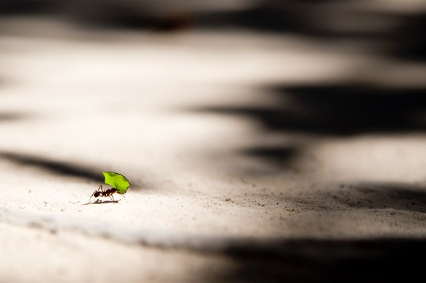 Leaf cutting ant